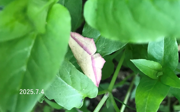 ベニスジヒメシャクsp.　Timandra sp.