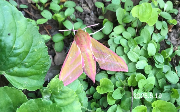 ベニスズメ　Deilephila elpenor lewisii