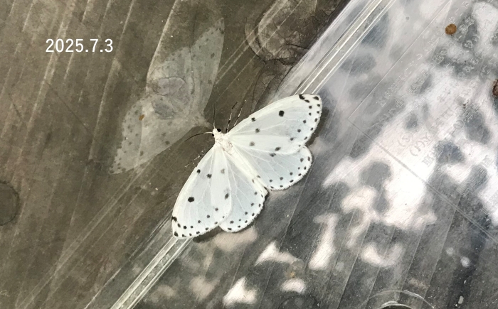 ホシシャク　Naxa seriaria