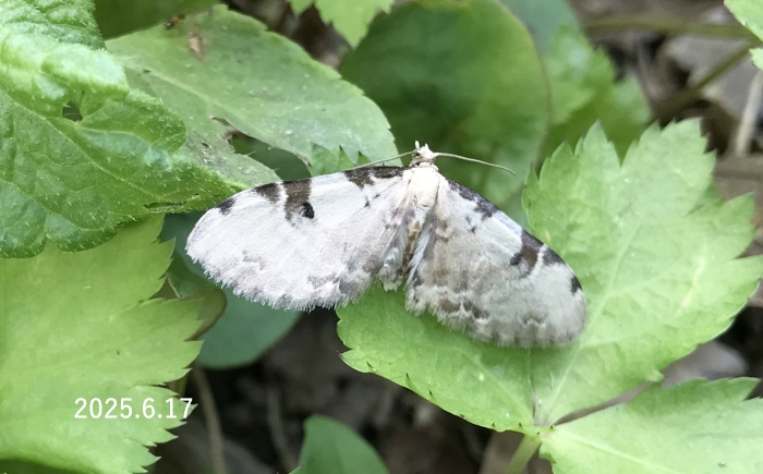 ホソバナミシャク　Tyloptera bella