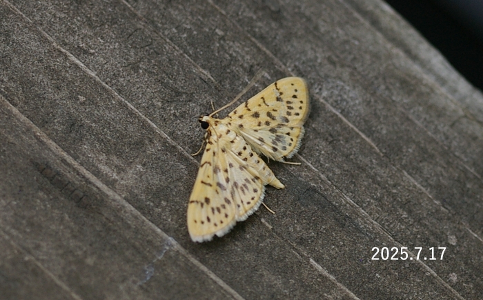 マツノゴマダラノメイガ　Conogethes pinicolalis