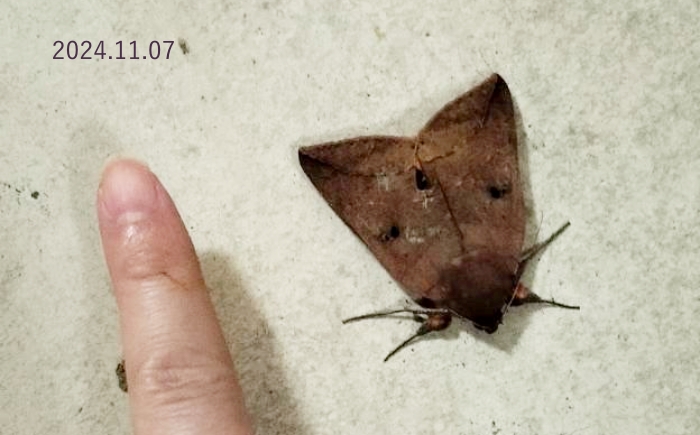 ムクゲコノハ　Thyas juno