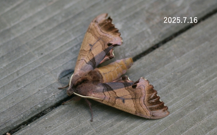 モモスズメ　Marumba gaschkewitschii echephron