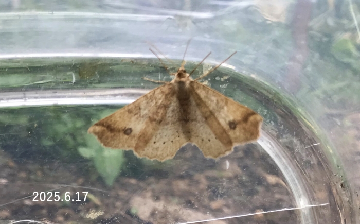 モンシロツマキリエダシャク　Xerodes albonotarius