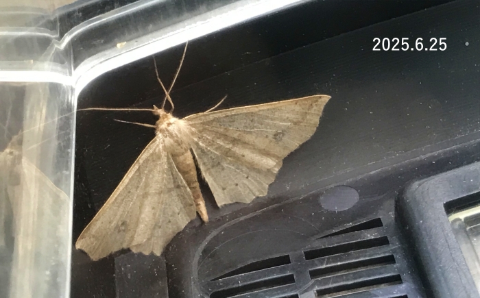 モンシロツマキリエダシャク　Xerodes albonotarius