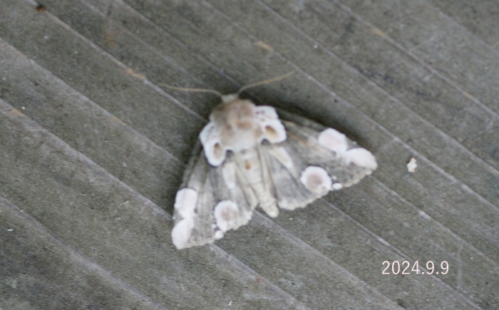 モントガリバ　Thyatira batis japonica