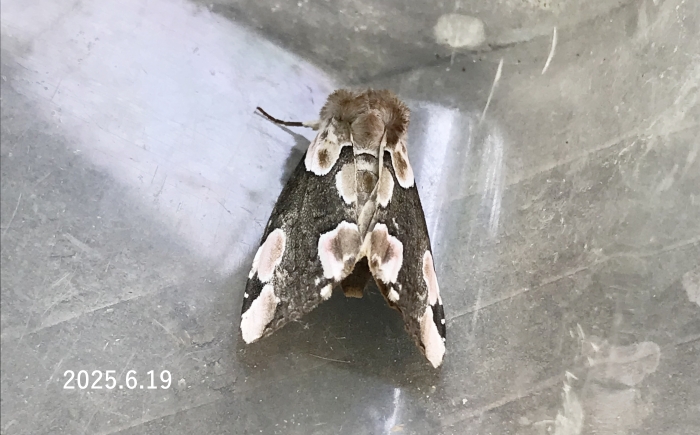 モントガリバ　Thyatira batis japonica
