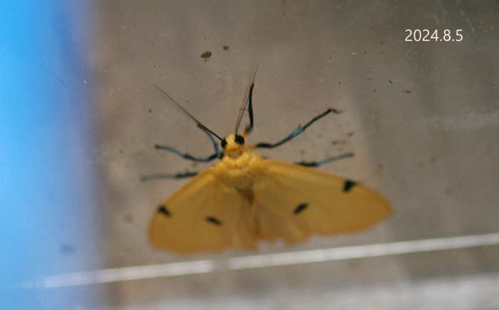 ヨツボシホソバ♀　Lithosia quadra