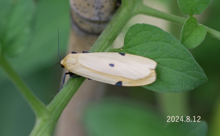ヨツボシホソバ　Lithosia quadra