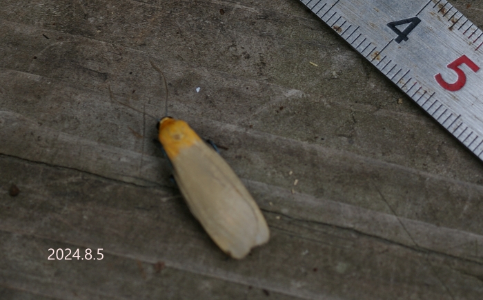 ヨツボシホソバ♂　Lithosia quadra