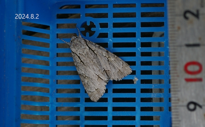 リンゴケンモン　Triaena intermedia