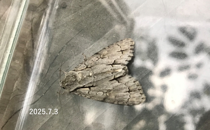 リンゴケンモン　Triaena intermedia