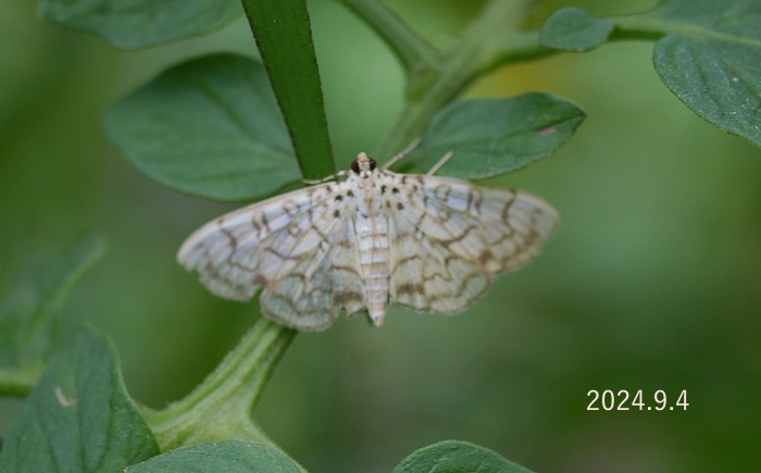 ワタノメイガ　Haritalodes derogata