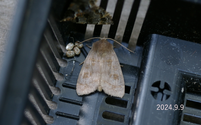 不明ヤガ　Noctuidae sp.