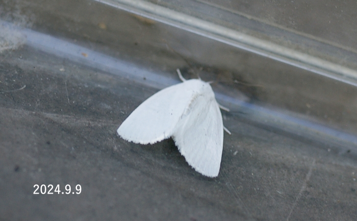 不明蛾　Chasminodes sp.  