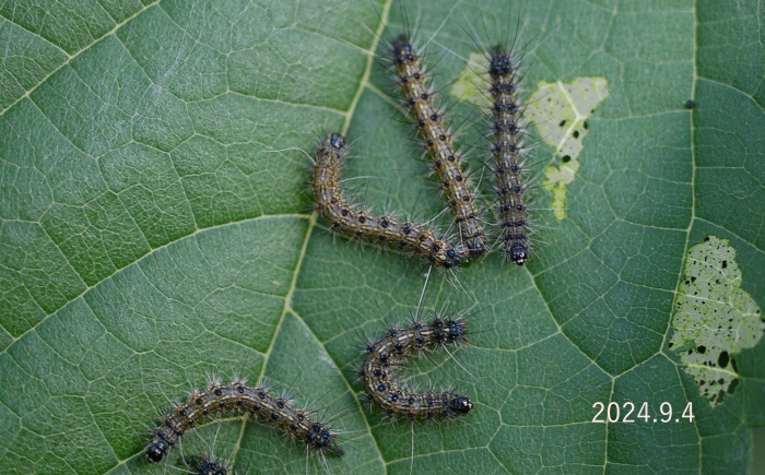 桑の葉に大発生した幼虫