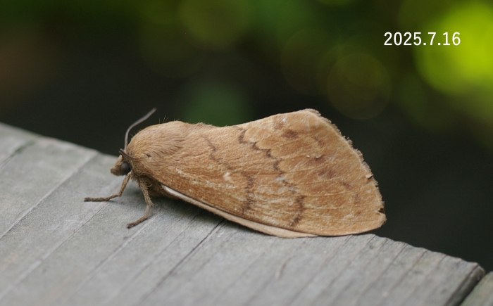マツカレハ　Dendrolimus spectabilis