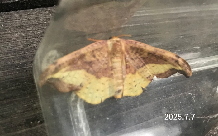 アシベニカギバ　Oreta pulchripes