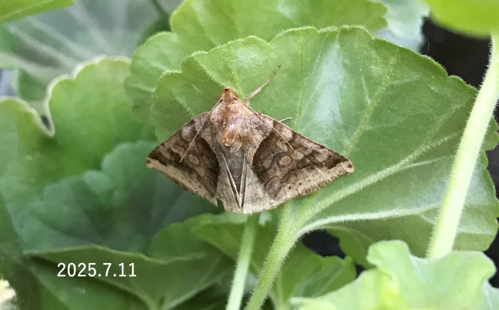 ウンモンクチバ　Mocis annetta