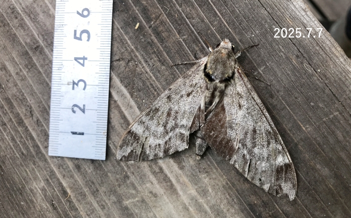 エゾシモフリスズメ　Meganoton analis scribae