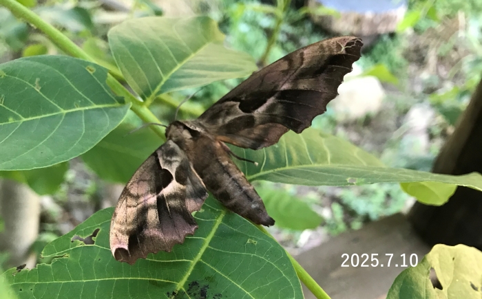 エゾスズメ　Phyllosphingia dissimilis