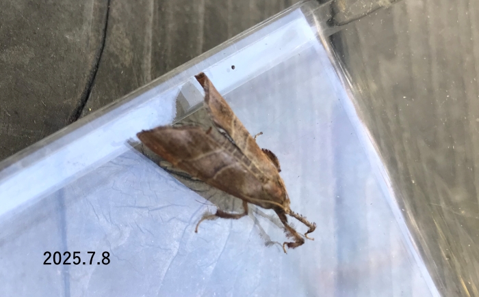 オオクシヒゲシマメイガ　Datanoides fasciata