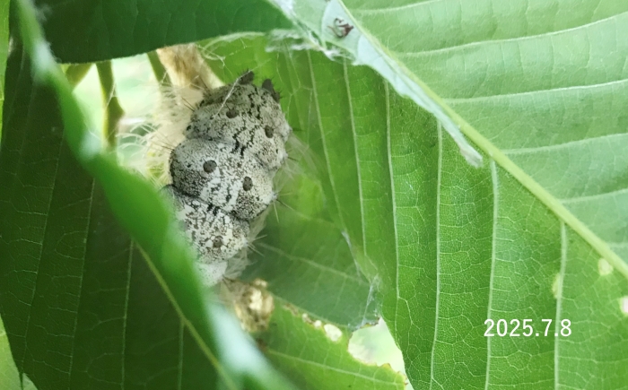 カシワマイマイ前蛹　Lymantria mathura aurora