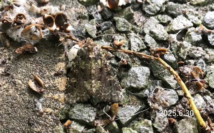 ギシギシヨトウ　Atrachea nitens