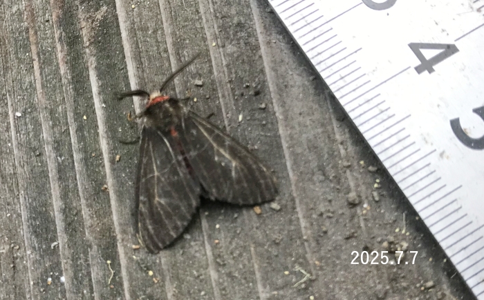 クロバネヒトリ　Lemyra infernalis