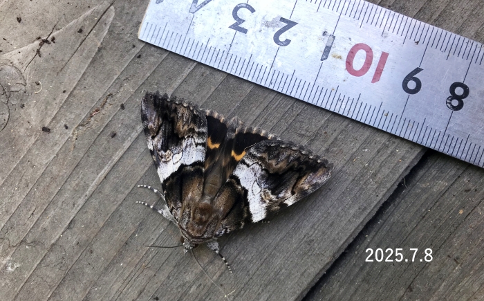 ケンモンキシタバ　Catocala deuteronympha omphale