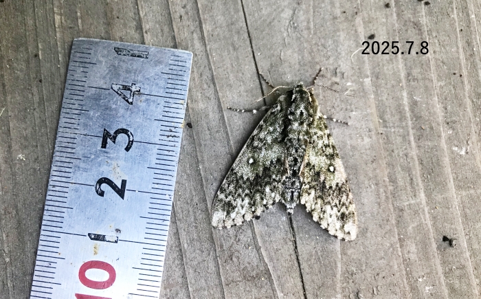 サザナミスズメ　Dolbina tancrei