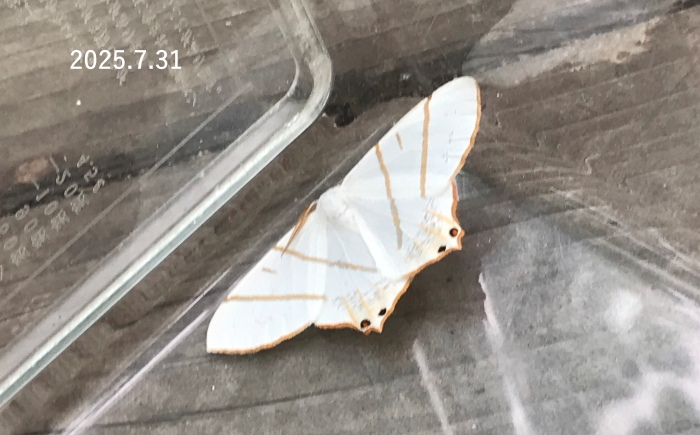 シロツバメエダシャク　Ourapteryx maculicaudaria