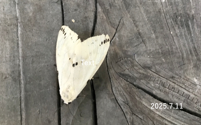 スジモンヒトリ　Spilarctia seriatopunctata