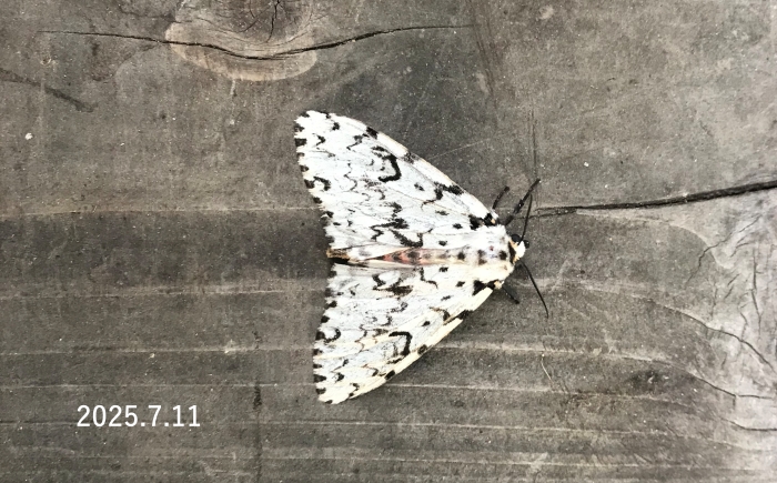 ノンネマイマイ　Lymantria monacha