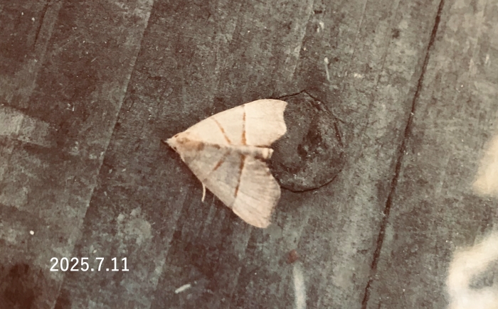 フタスジエグリアツバ　Gonepatica opalina