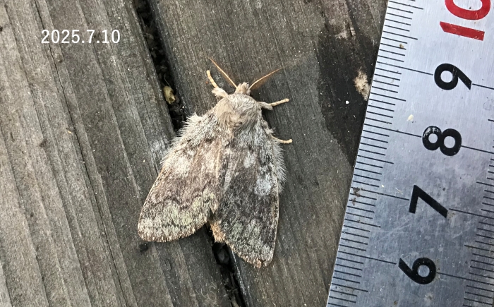 不明シャチホコガ　Notodontidae sp.